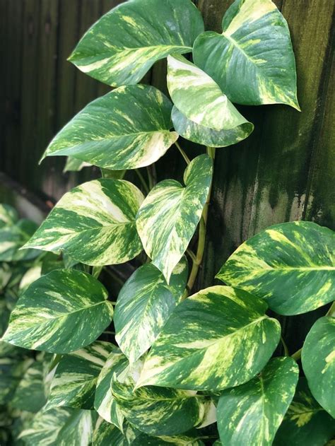 Golden Hawaiian Pothos Devils Ivy Epipremnum Aureum Etsy Canada Plants Golden Pothos