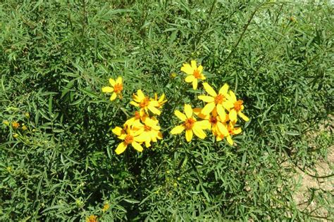 Tagète de Lemmon Tagetes lemmonii culture entretien semis