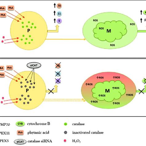 Import of peroxisomal proteins. (A, B) Peroxisomal matrix proteins ...