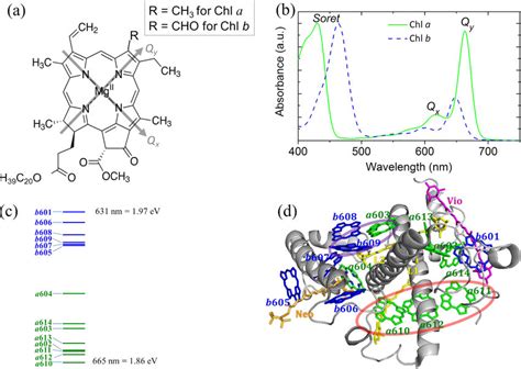 A Chemical Structure Of Chl A And B In Grey Are Shown The Directions