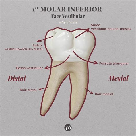 Primeiro Molar Inferior Face Vestibular Anatomia Dental