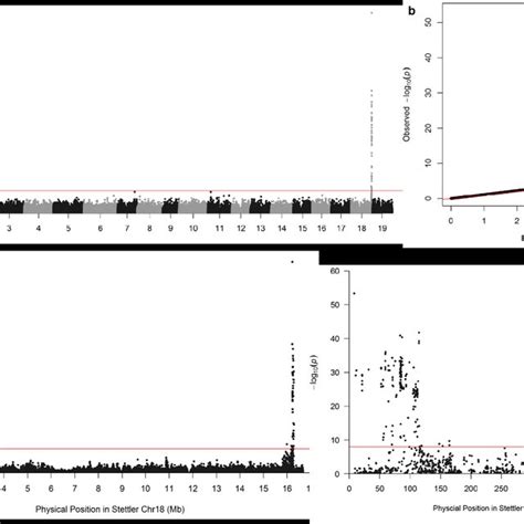 Sex Association Analysis With Markers From The V1 Main Genome Of