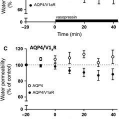 Hyperosmolar Effects On V1aR Dependent Inositol Phosphate IP