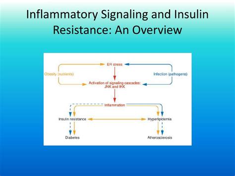 Ppt Obesity Inflammation Relationships To Type Diabetes And Cvd