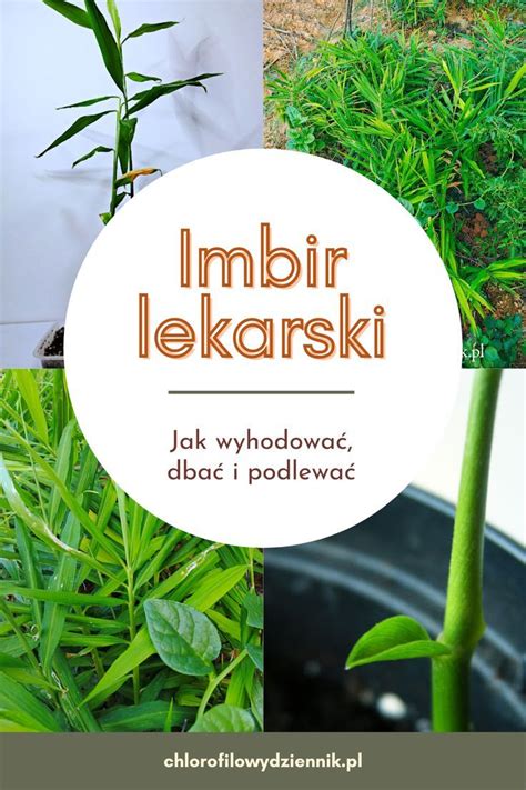 Imbir lekarski uprawa w domu w doniczce jak wyhodować własny imbir