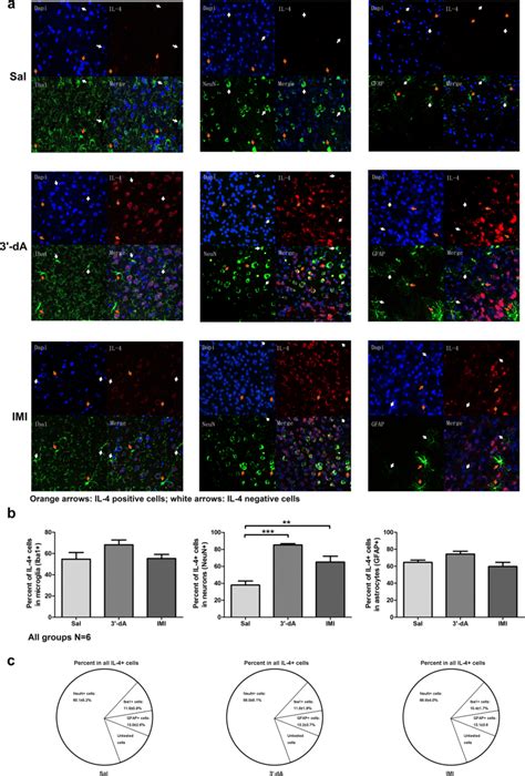 Il Expression In Iba Neun And Gfap Positive Cells In The Pfc