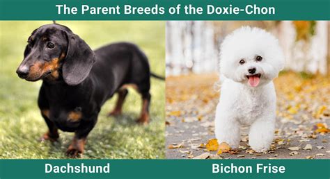 Doxie Chon Bichon Frise Dachshund Mix Info Pictures Care And More