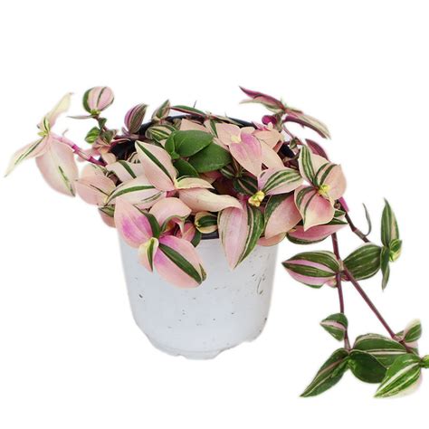 Variegated Indoor Hanging Plants Tradescantia Cerinthoides ′nanouk