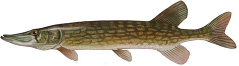 Pike vs Pickerel - What's the Difference? - Lake Ontario Outdoors