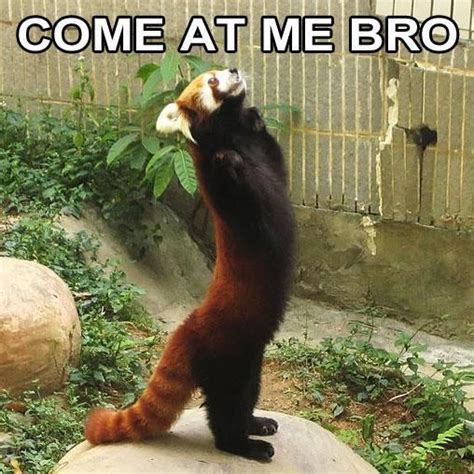 Please follow #iloveredpandas Red panda meme courtesy of my boyfriend # ...