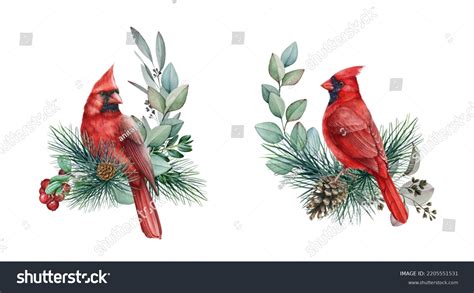 4,165 Watercolor Cardinal Images, Stock Photos & Vectors | Shutterstock