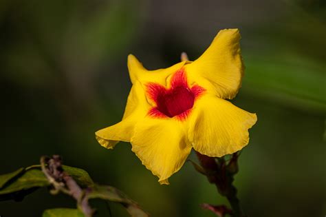 Mandevilla Hirsuta A Rich K Schum Museu Do Cerrado