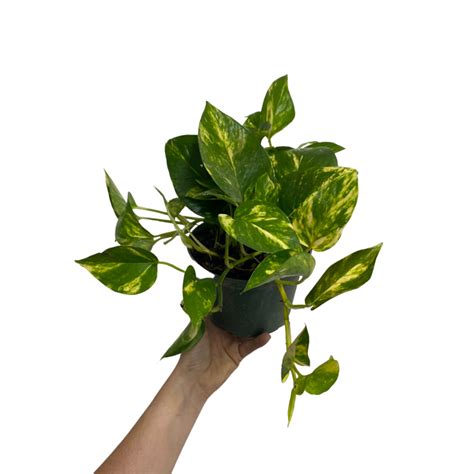 6″ Golden Pothos Hanging Basket Plant Van