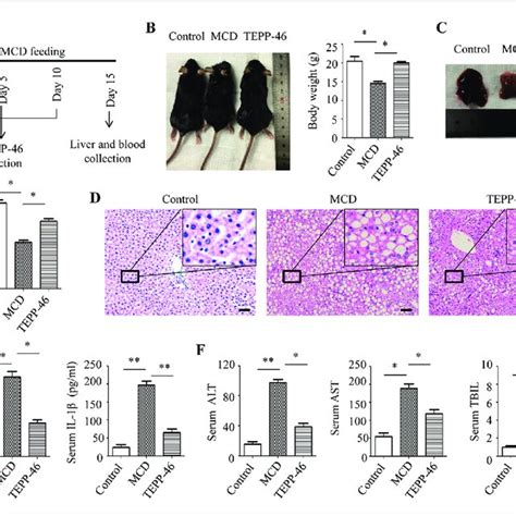 Tepp 46 Attenuates Mcd Diet Induced Nash A Schematic Diagram Of The