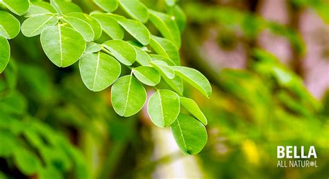 Does Moringa Have Any Side Effects? With Medical Studies – Bella All ...