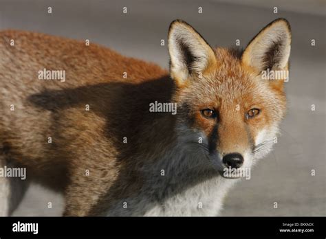 Red Fox Vulpes Vulpes Close Up Highlands Scotland Uk Stock Photo