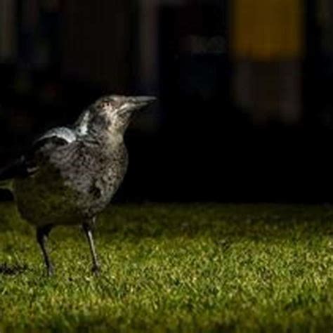 How does light pollution affect urban birds? - DIY Seattle