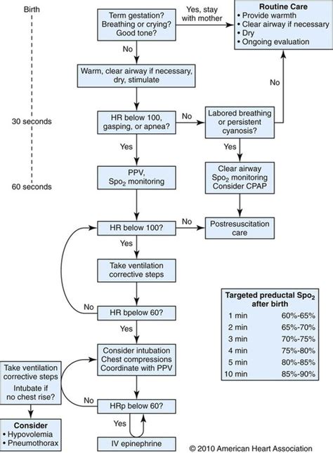 Neonatal And Pediatric Respiratory Care Thoracic Key