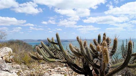 Brasil já perdeu 34 milhões dos 82 6 milhões de hectares de Caatinga