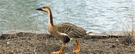 Swan Goose | Lincoln Park Zoo