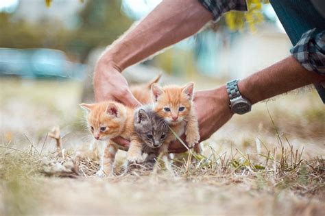 10 000 Free Γατάκια Kittens Photos Pixabay