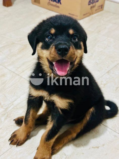 Rottweiler Puppy For Sale In Gampaha City Ikman