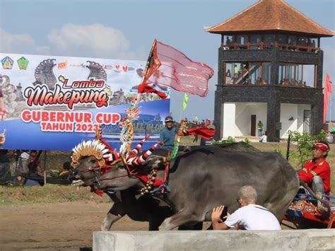 Makepung Balapan Kerbau Tradisi Unik Masyarakat Jembrana Star News ID