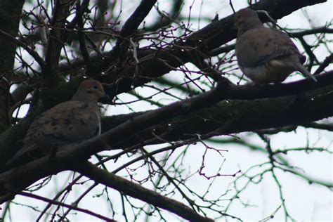 Mourning Dove From Oil City Pa 16301 Usa On March 26 2024 At 1215