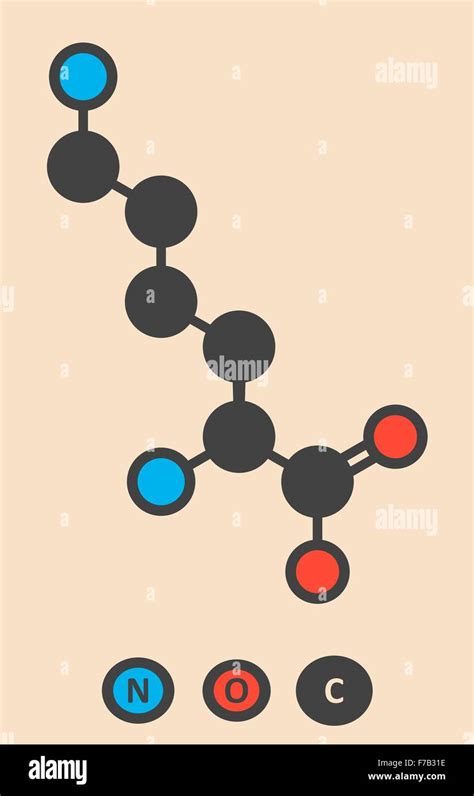 Lysine L Lysine Lys K Amino Acid Molecule Stylized Skeletal Formula Chemical Structure