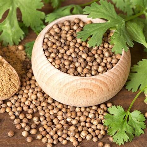 Premium Slow Bolt Cilantro Seeds Mexican Coriander Herb Etsy Canada