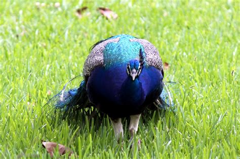 Mitcheci Photos Florida Peacocks In Crandon Park