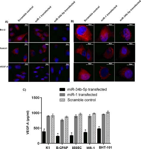 Confirmation Of Mir B P Mediated Alteration Of Targets Proteins