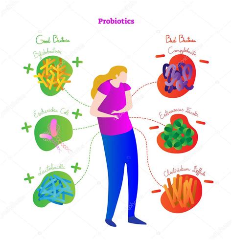 Cartel De Ilustración De Vectores Conceptuales Probióticos Diagrama Médico Etiquetado Con