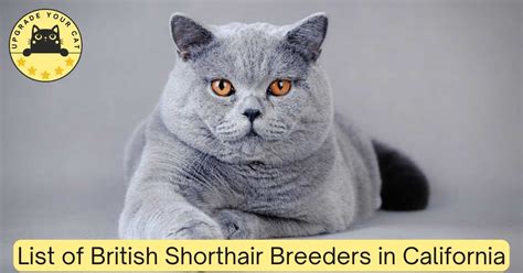 british shorthair breeders california kittens cats  sale