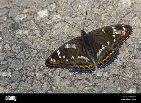 Butterfly Limenitis Populi Hi Res Stock Photography And Images Alamy