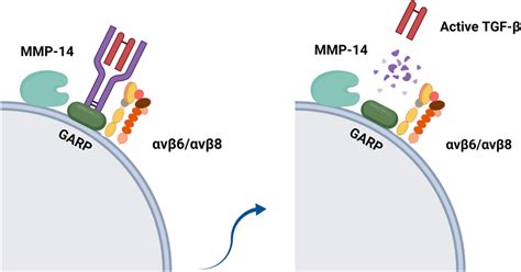 Protease Dependent Activation Of Tgf Integrin Recruit Mmp By A