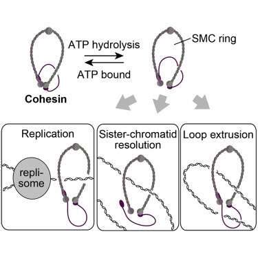 Cohesin opens up for cell division