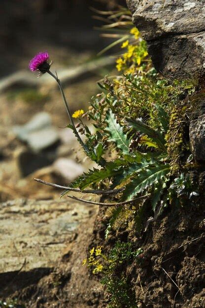 Premium Photo | Alpine flowers national park hohe tauern carinthia austria