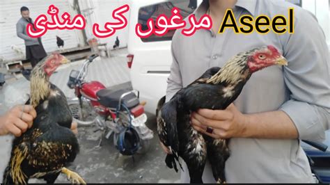 Aseel Murga Mandi Aseel Murga Mandi In Rawalpindi Aseel Murga Fight