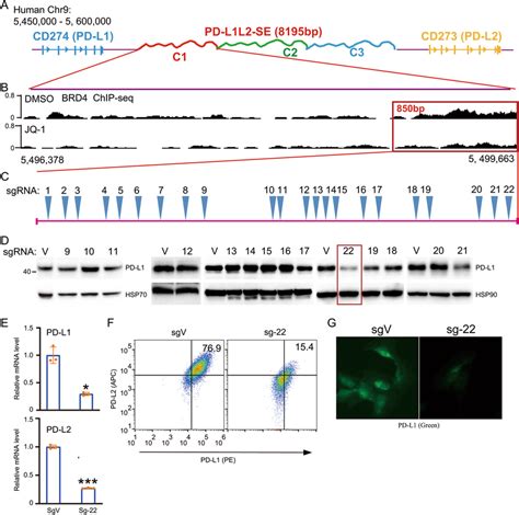 Tiled Sgrnas Identify A Locus That Critical For Super Enhancer Induced