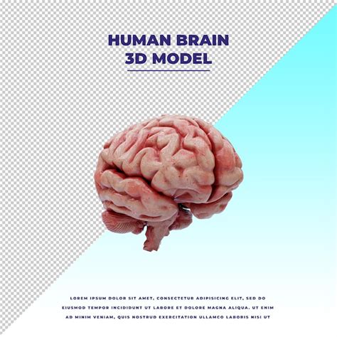 Premium PSD Human Brain