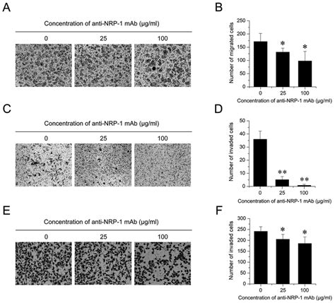 Anti Nrp 1 Mab Suppresses Bgc 823 Cell Migration And Invasion A And