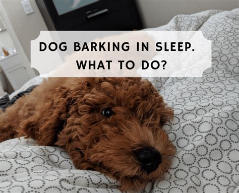 Why Do Dogs Yip In Their Sleep