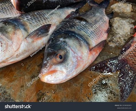 Catla Fish: Over 295 Royalty-Free Licensable Stock Photos | Shutterstock