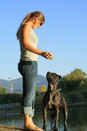 Pit Bull Training, How to Train a Pitbull