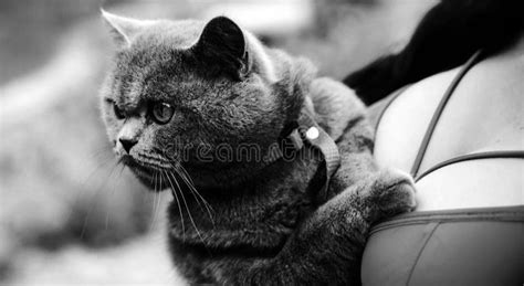 Sexy Boobs Pussy Oil Up Stock Photos Free Royalty Free Stock Photos From Dreamstime