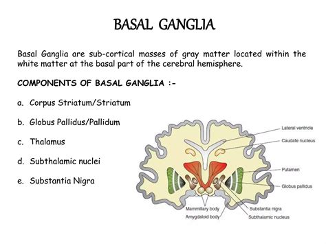 Basal Ganglia Ppt