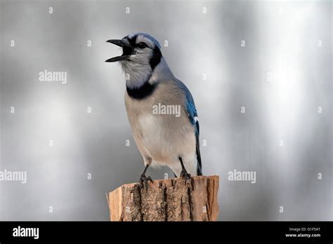 Blue Jay Calls From Fencepost Stock Photo Alamy