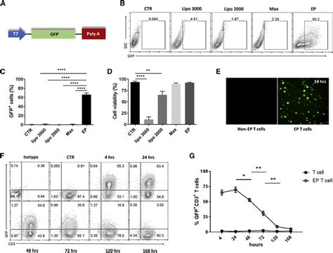 High And Transient Transfection Efficiency Of Gfp Rna Modified T Cells