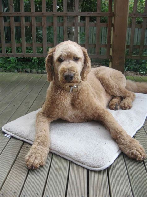 21 best Goldendoodle Grooming Ideas images on Pinterest